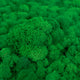 Licheni curatati si fara radacina conservati 500g NET. calitate ULTRA PREMIUM. verde smarald RR02