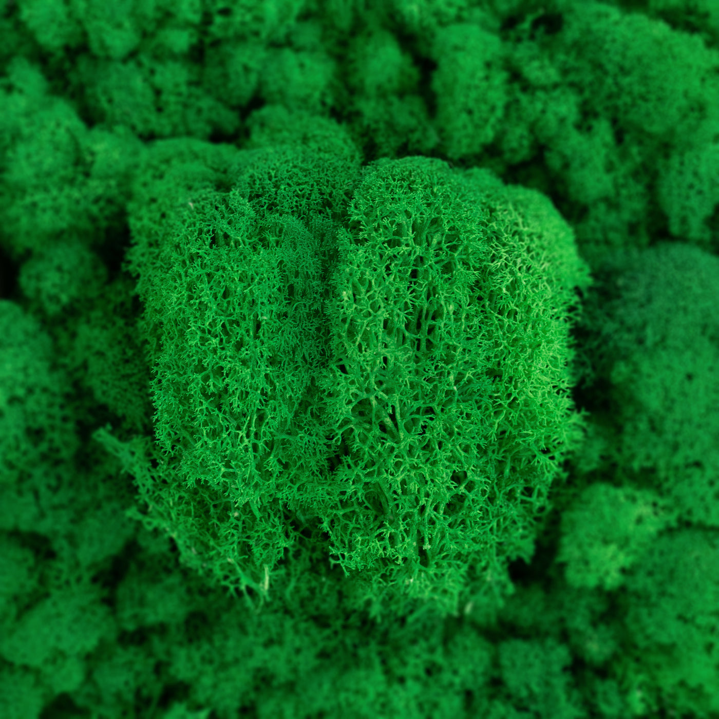 Licheni curatati si fara radacina conservati 500g NET. calitate ULTRA PREMIUM. verde smarald RR02