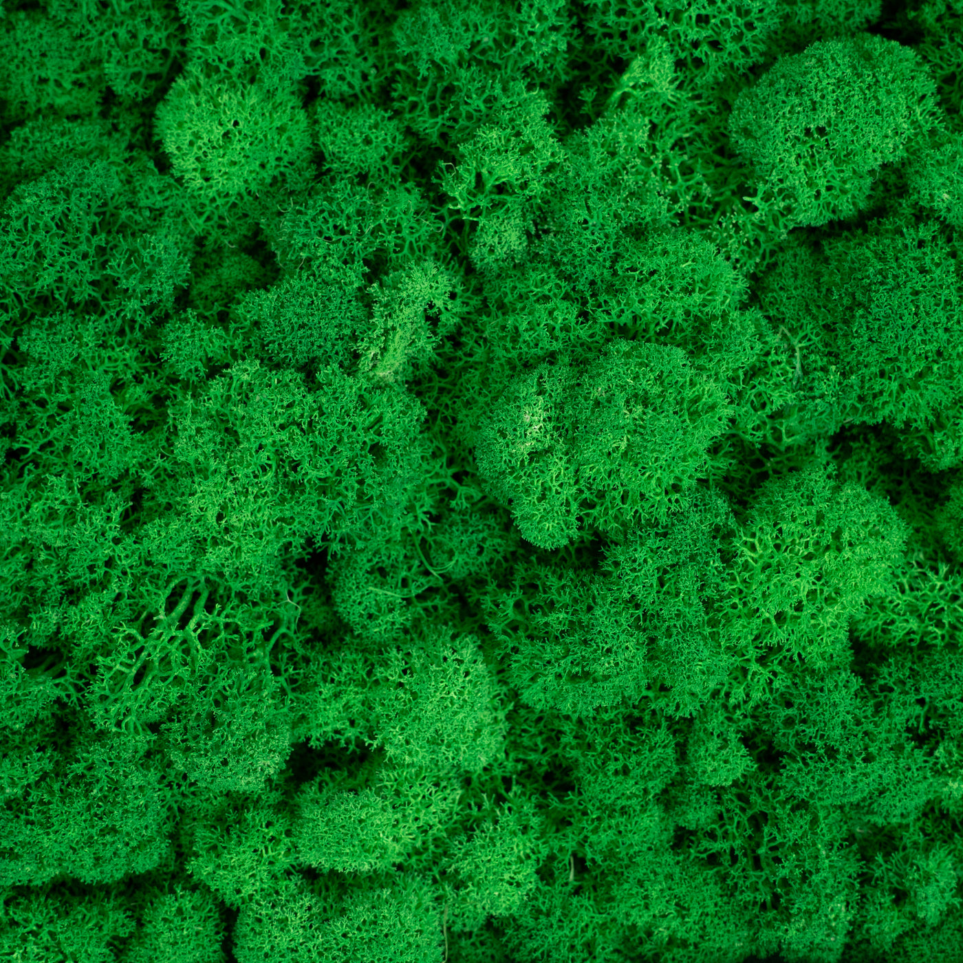 Licheni curatati si fara radacina conservati 500g NET. calitate ULTRA PREMIUM. verde smarald RR02