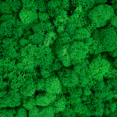 Licheni curatati si fara radacina conservati 500g NET. calitate ULTRA PREMIUM. verde smarald RR02