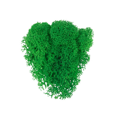 Licheni curatati si fara radacina conservati 500g NET. calitate ULTRA PREMIUM. verde smarald RR02