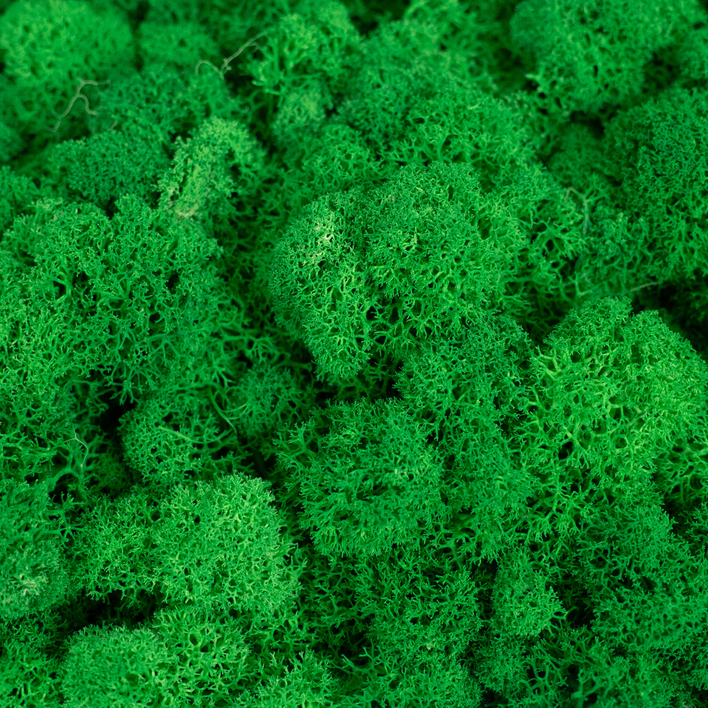 Licheni curatati si fara radacina conservati 500g NET. calitate ULTRA PREMIUM. verde smarald RR02