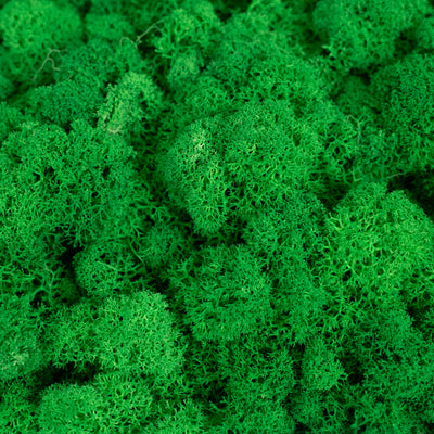 Licheni curatati si fara radacina conservati 500g NET. calitate ULTRA PREMIUM. verde smarald RR02