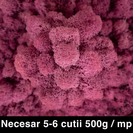 Licheni curatati si fara radacina conservati 500g NET. calitate ULTRA PREMIUM. violet plum deschis RR52