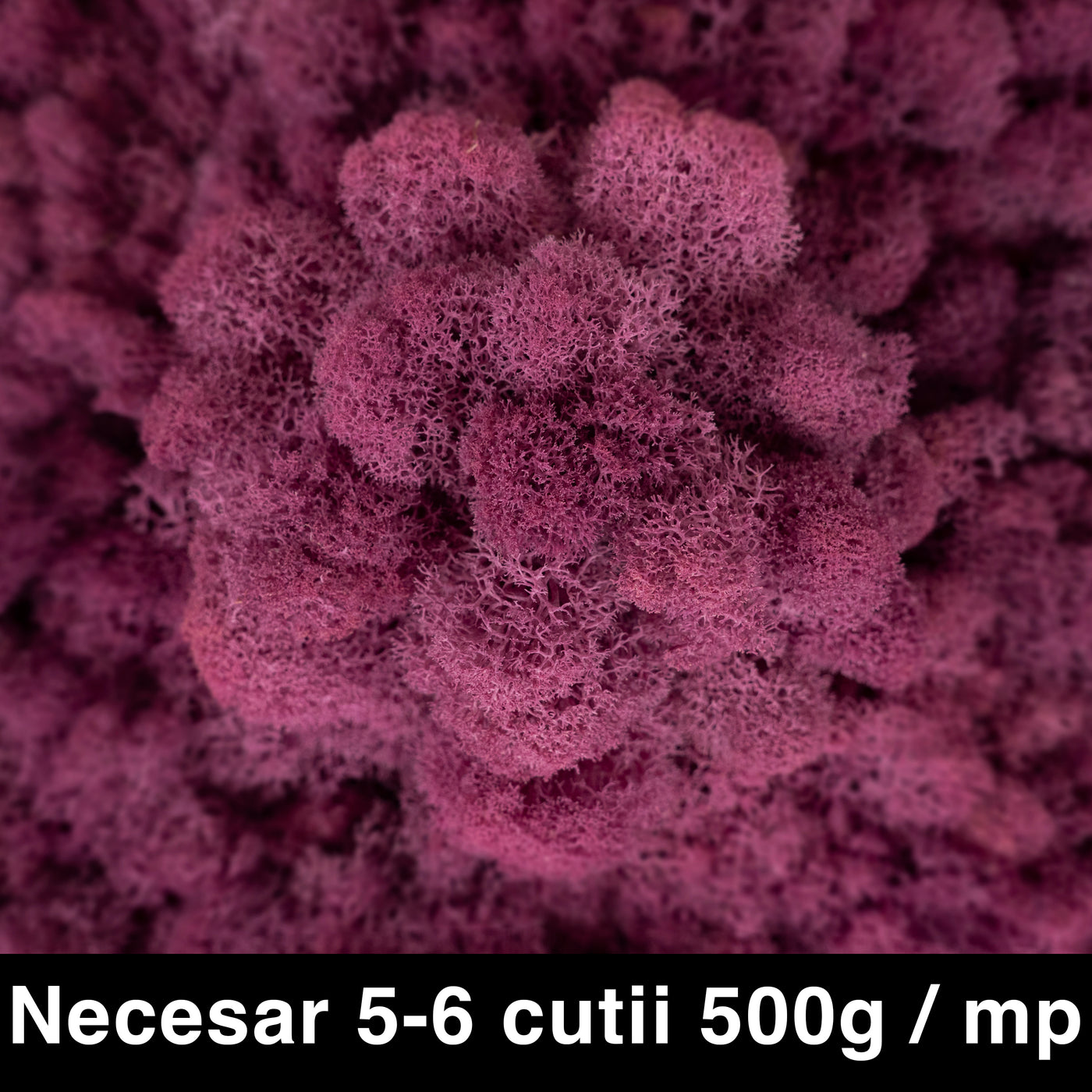 Licheni curatati si fara radacina conservati 500g NET. calitate ULTRA PREMIUM. violet plum inchis RR46
