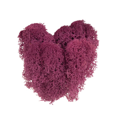 Licheni curatati si fara radacina conservati 500g NET. calitate ULTRA PREMIUM. violet plum inchis RR46