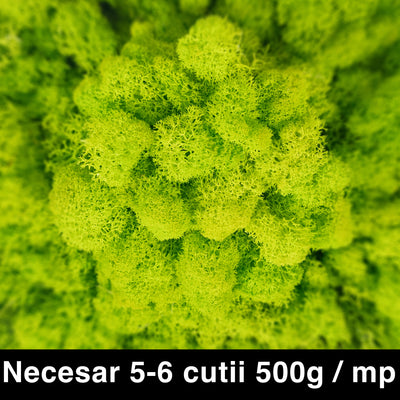 Licheni curatati si fara radacina conservati 500g NET. PREMIUM. verde primavara RR05