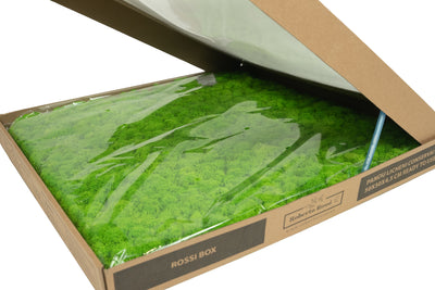 Licheni stabilizati gata lipiti panou 50x50x4.5 cm verde intens deschis RR55