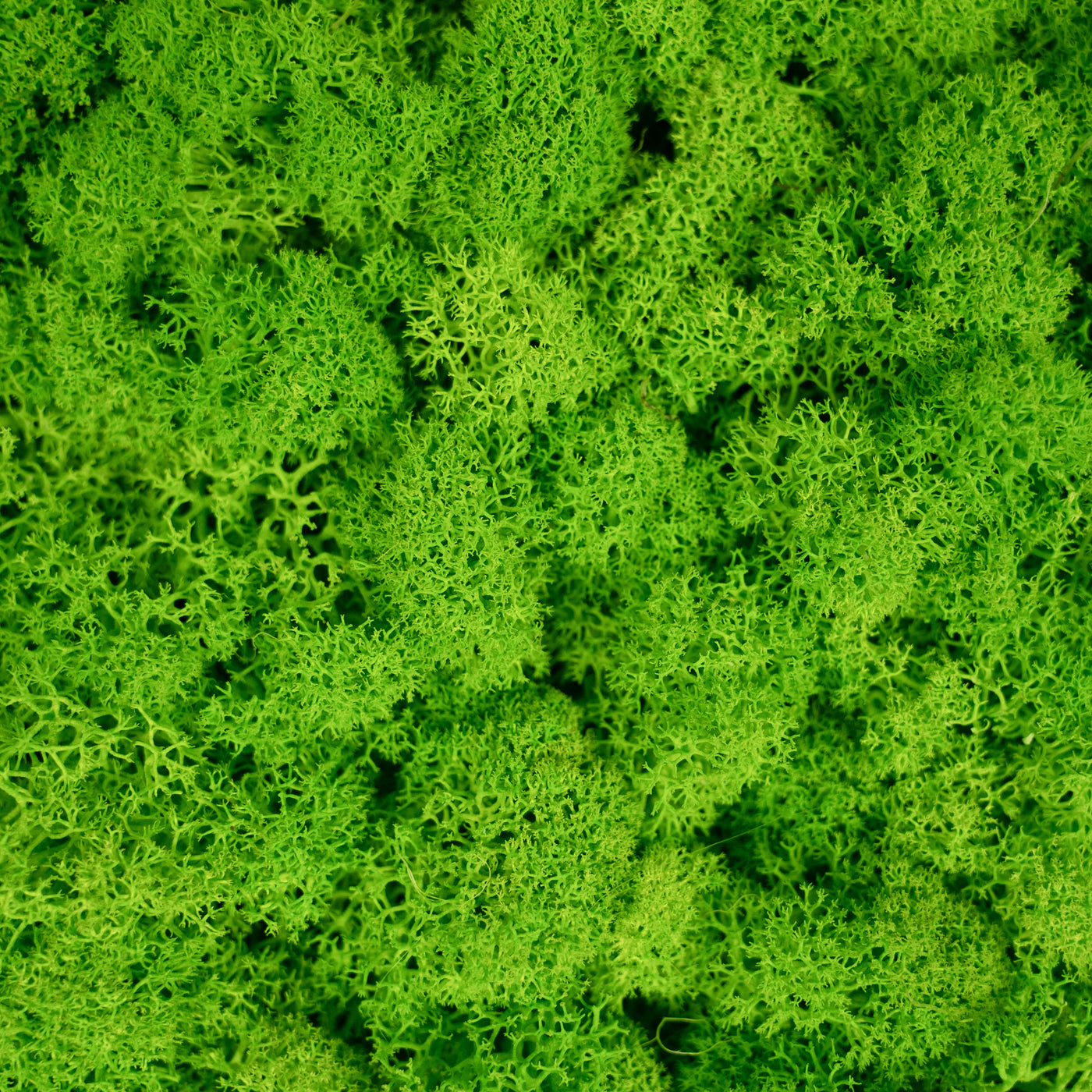 Licheni stabilizati gata lipiti panou 50x50x4.5 cm verde intens deschis RR55