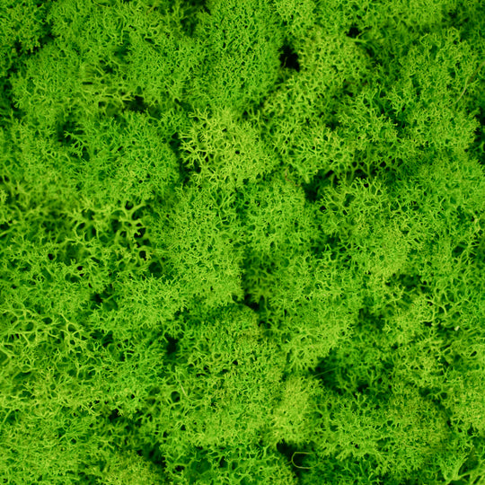 Licheni stabilizati gata lipiti panou 50x50x4.5 cm verde intens deschis RR55