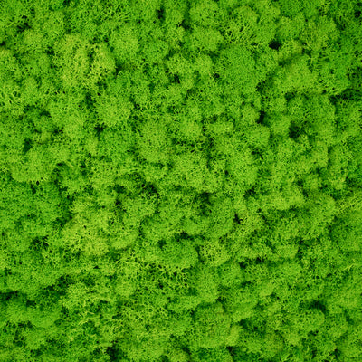 Licheni stabilizati gata lipiti panou 50x50x4.5 cm verde intens deschis RR55