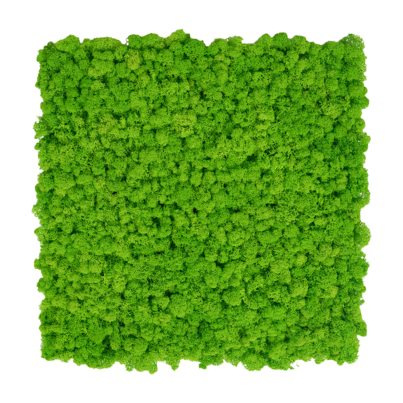 Licheni stabilizati gata lipiti panou 50x50x4.5 cm verde intens deschis RR55