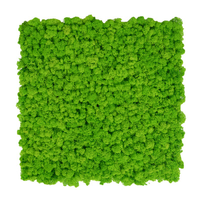 Licheni stabilizati gata lipiti panou 50x50x4.5 cm verde intens deschis RR55