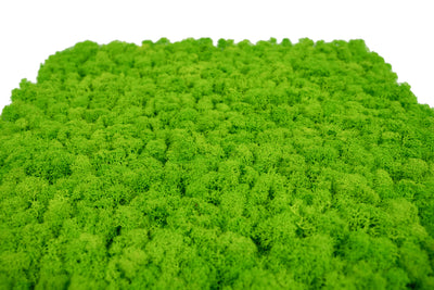 Licheni stabilizati gata lipiti panou 50x50x4.5 cm verde intens deschis RR55