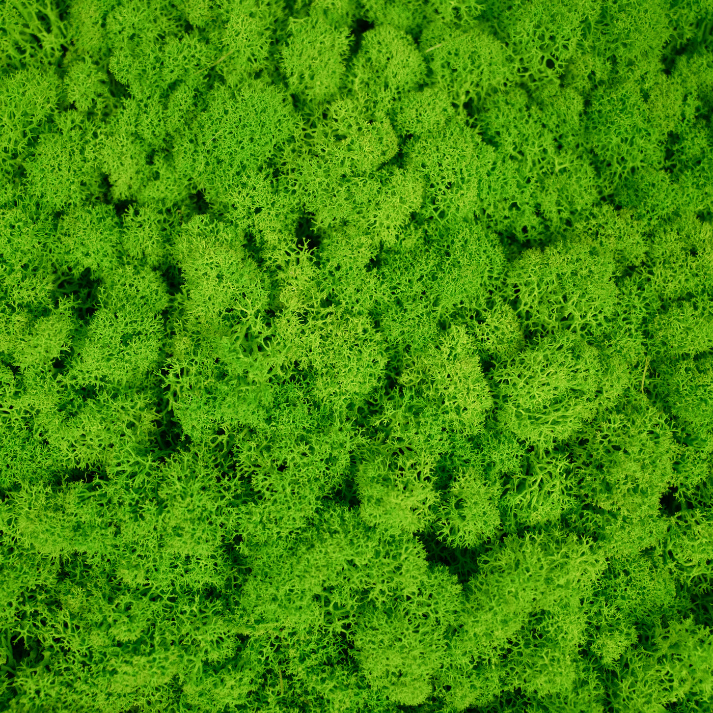 Licheni stabilizati gata lipiti panou 50x50x4.5 cm verde intens deschis RR55