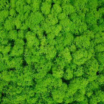 Licheni stabilizati gata lipiti panou 50x50x4.5 cm verde intens deschis RR55