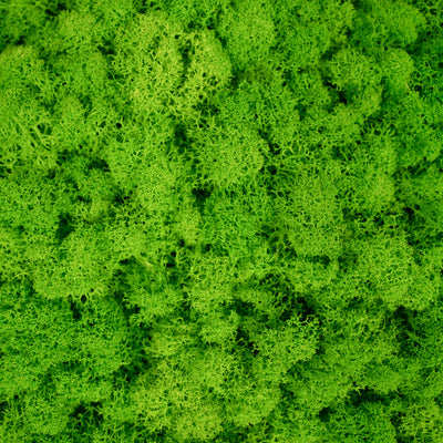 Licheni stabilizati gata lipiti panou 50x50x4.5 cm verde intens deschis RR55