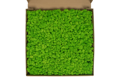 Licheni stabilizati gata lipiti panou 50x50x4.5 cm verde intens deschis RR55
