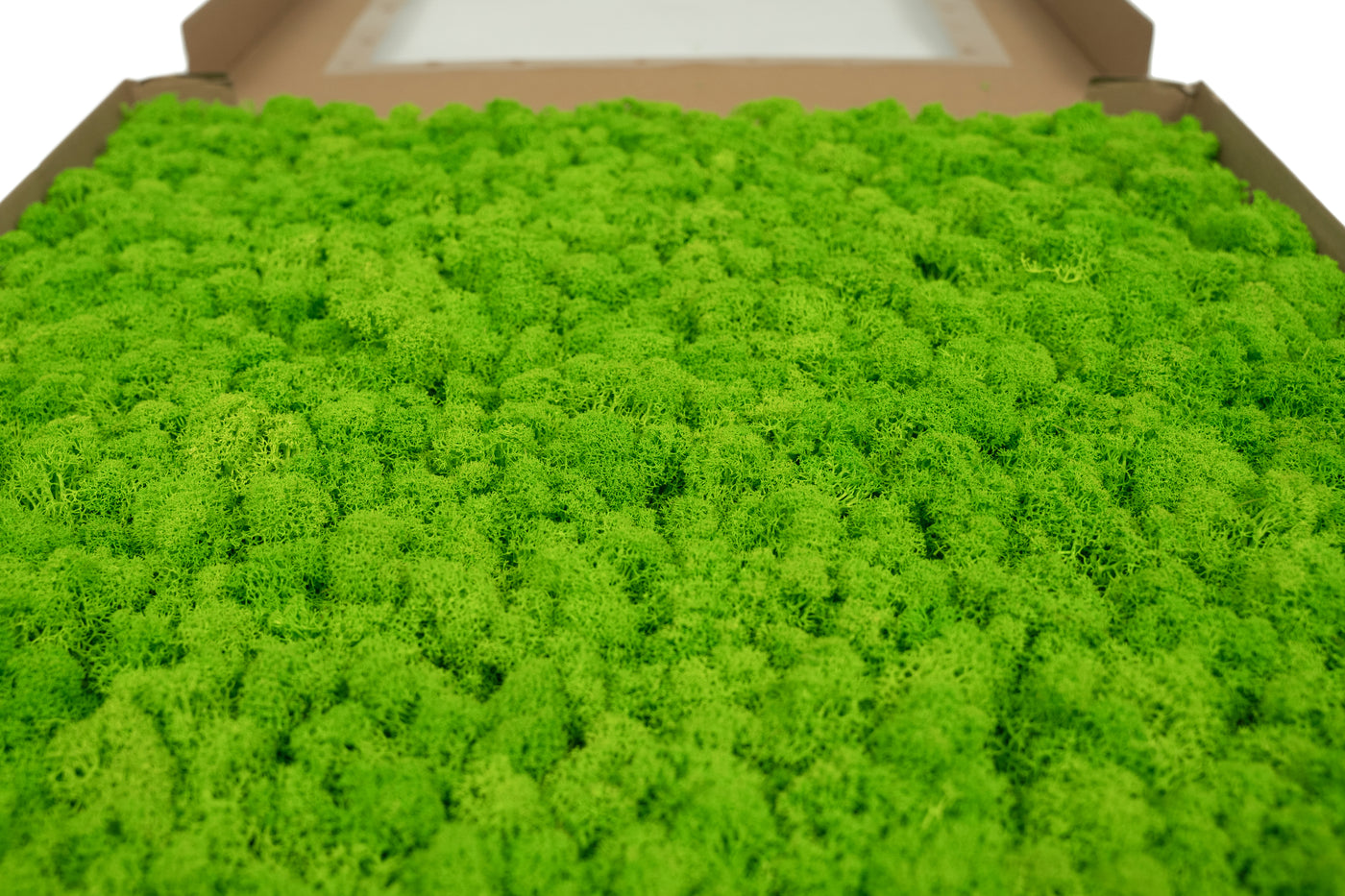 Licheni stabilizati gata lipiti panou 50x50x4.5 cm verde intens deschis RR55