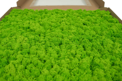 Licheni stabilizati gata lipiti panou 50x50x4.5 cm verde intens deschis RR55