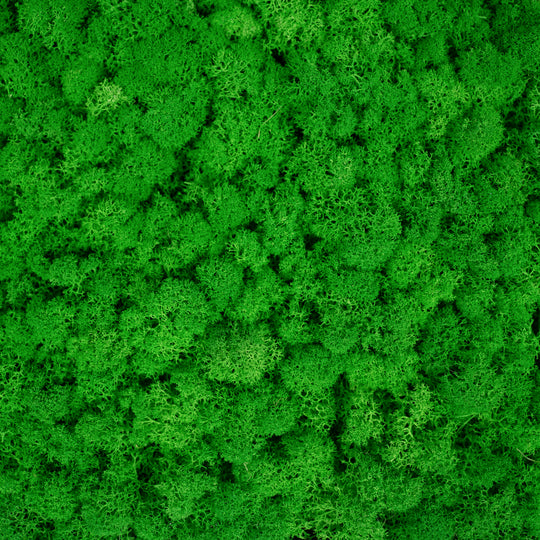 Licheni stabilizati gata lipiti panou 50x50x4.5 cm verde intens mediu RR56