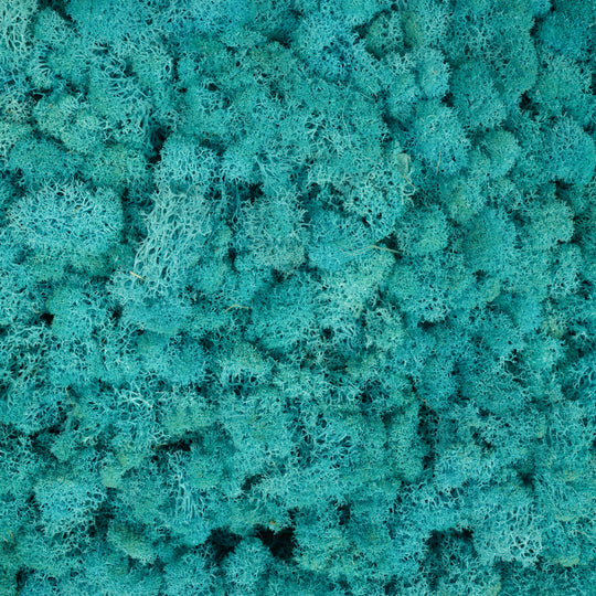 Licheni stabilizati gata lipiti panou 50x50x5.5 cm albastru azur deschis RR61