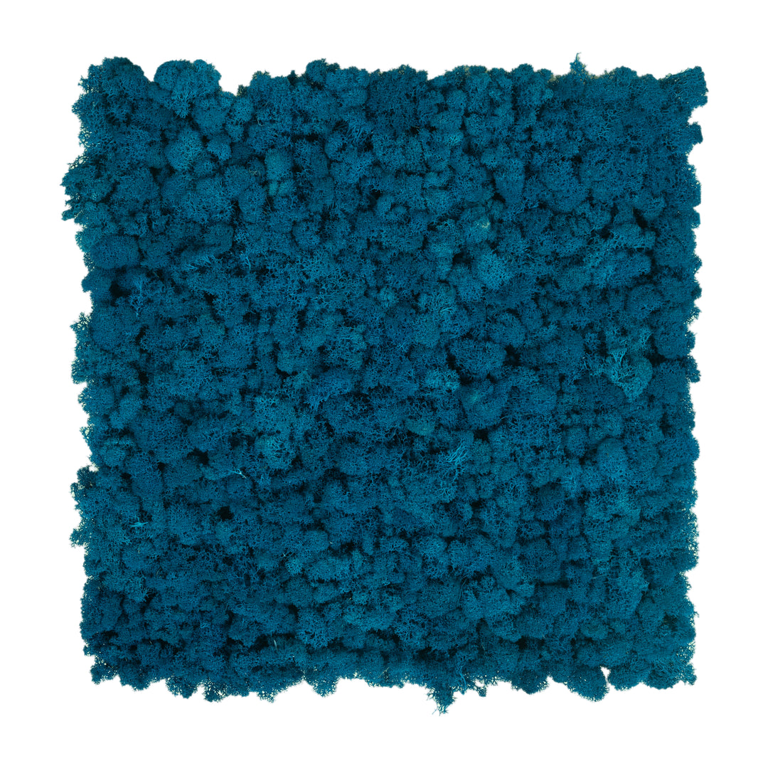Licheni stabilizati gata lipiti panou 50x50x5.5 cm albastru clasic