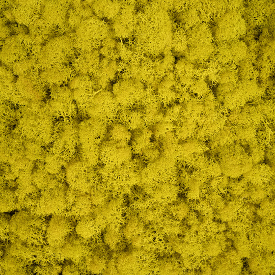Licheni stabilizati gata lipiti panou 50x50x5.5 cm galben lemon inchis RR57