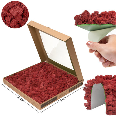 Licheni stabilizati gata lipiti panou 50x50x5.5 cm rosu intens inchis RR58