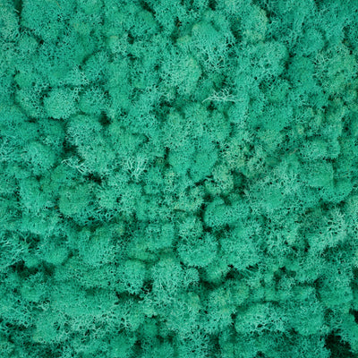 Licheni stabilizati gata lipiti panou 50x50x5.5 cm verde pacific RR62