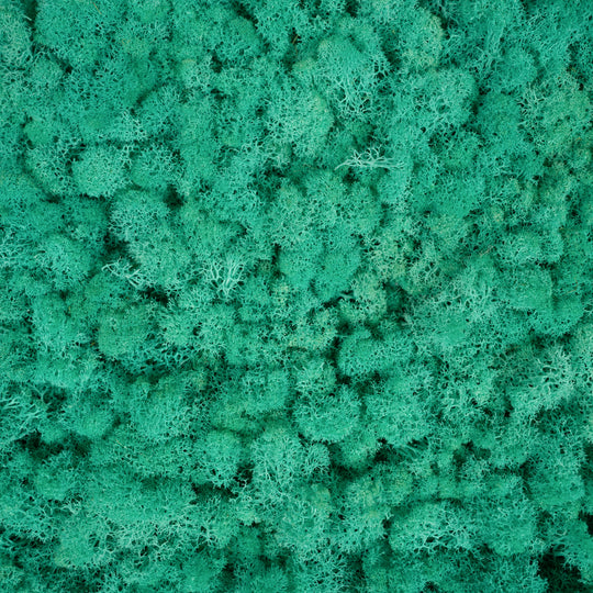 Licheni stabilizati gata lipiti panou 50x50x5.5 cm verde pacific RR62