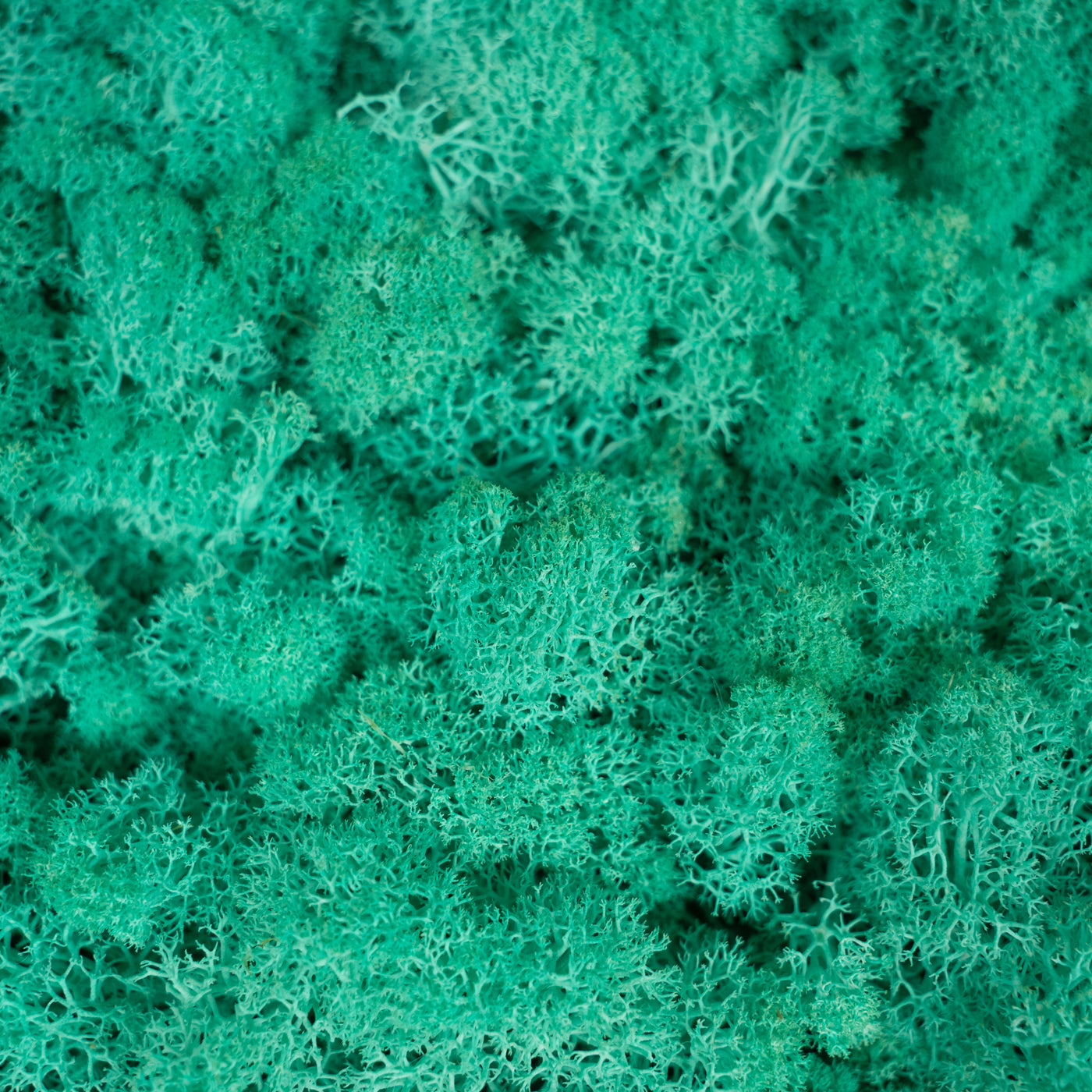 Licheni stabilizati gata lipiti panou 50x50x5.5 cm verde pacific RR62