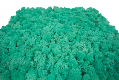 Licheni stabilizati gata lipiti panou 50x50x5.5 cm verde pacific RR62