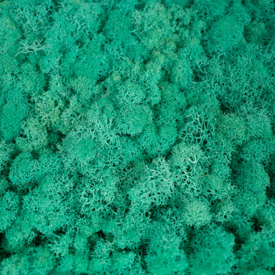 Licheni stabilizati gata lipiti panou 50x50x5.5 cm verde pacific RR62