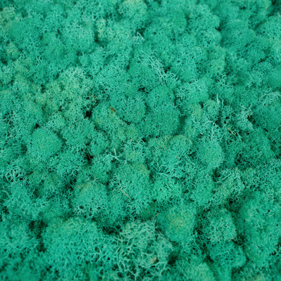 Licheni stabilizati gata lipiti panou 50x50x5.5 cm verde pacific RR62