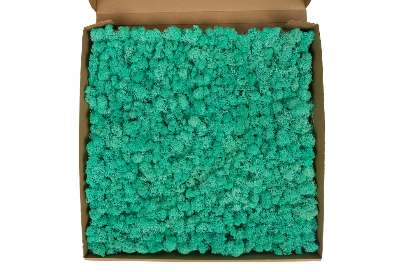 Licheni stabilizati gata lipiti panou 50x50x5.5 cm verde pacific RR62