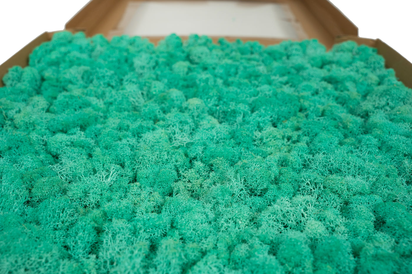 Licheni stabilizati gata lipiti panou 50x50x5.5 cm verde pacific RR62