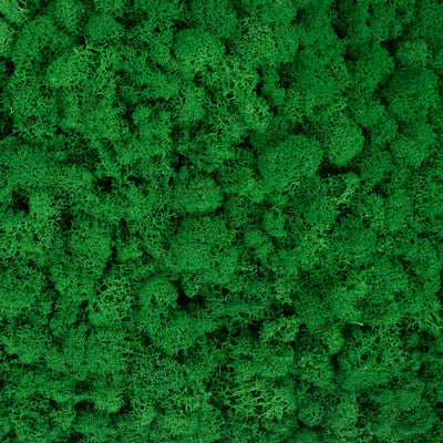 Licheni stabilizati gata lipiti panou 50x50x5.5 cm verde smarald deschis RR54