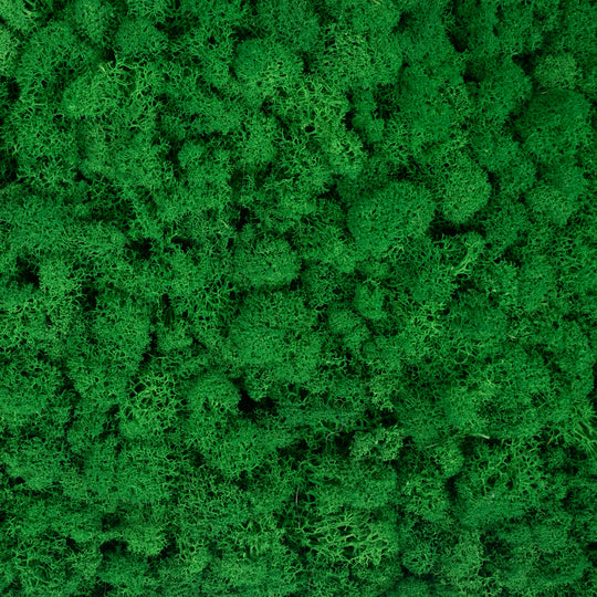 Licheni stabilizati gata lipiti panou 50x50x5.5 cm verde smarald deschis RR54