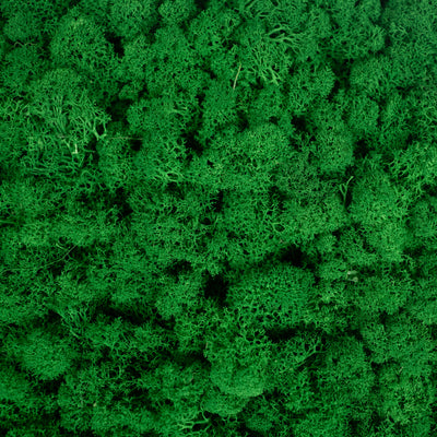 Licheni stabilizati gata lipiti panou 50x50x5.5 cm verde smarald deschis RR54