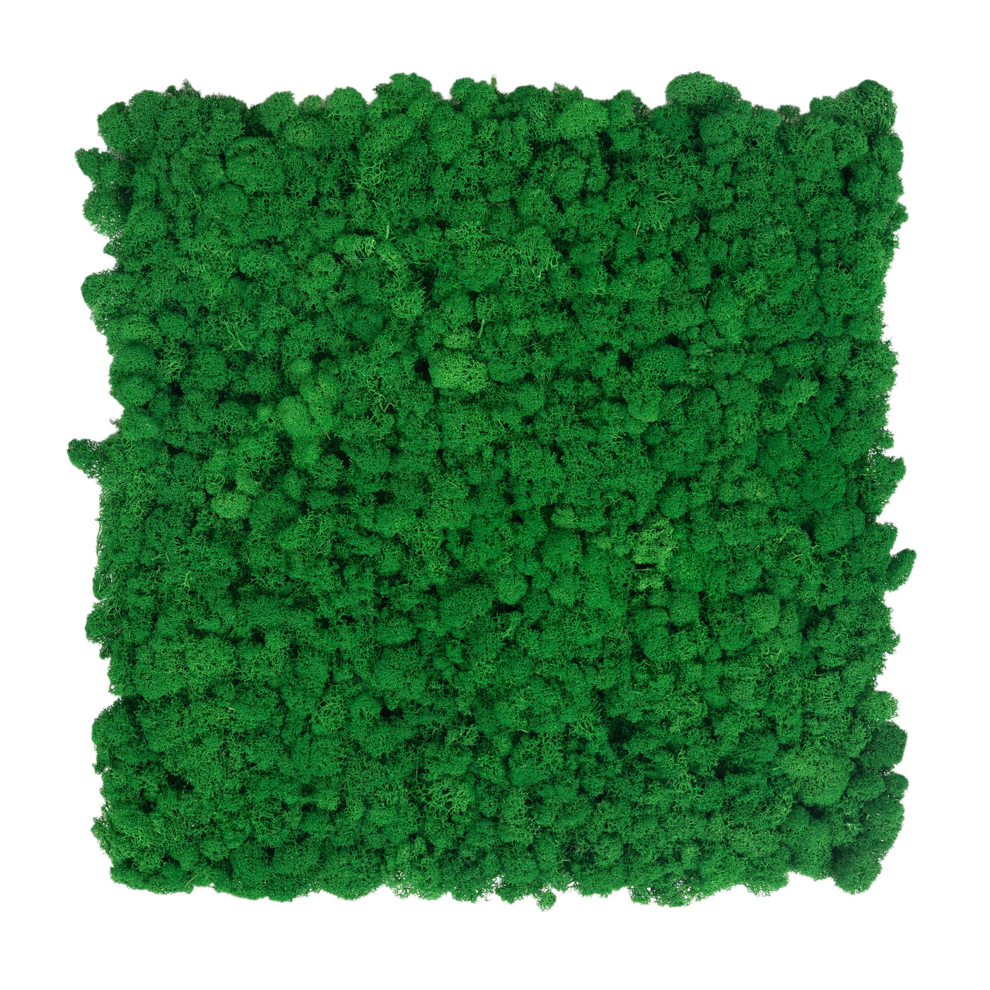 Licheni stabilizati gata lipiti panou 50x50x5.5 cm verde smarald deschis RR54