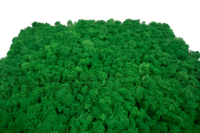 Licheni stabilizati gata lipiti panou 50x50x5.5 cm verde smarald deschis RR54