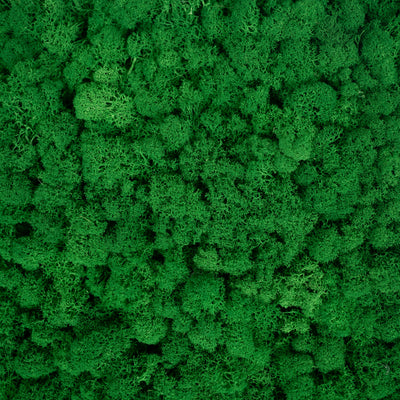 Licheni stabilizati gata lipiti panou 50x50x5.5 cm verde smarald deschis RR54