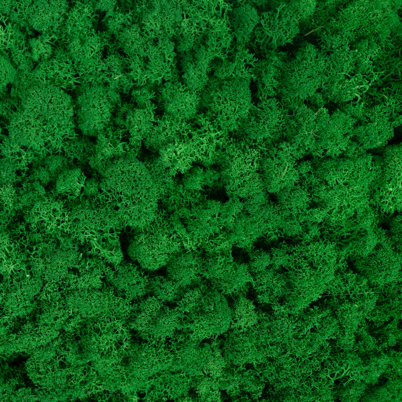 Licheni stabilizati gata lipiti panou 50x50x5.5 cm verde smarald deschis RR54