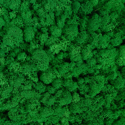 Licheni stabilizati gata lipiti panou 50x50x5.5 cm verde smarald deschis RR54