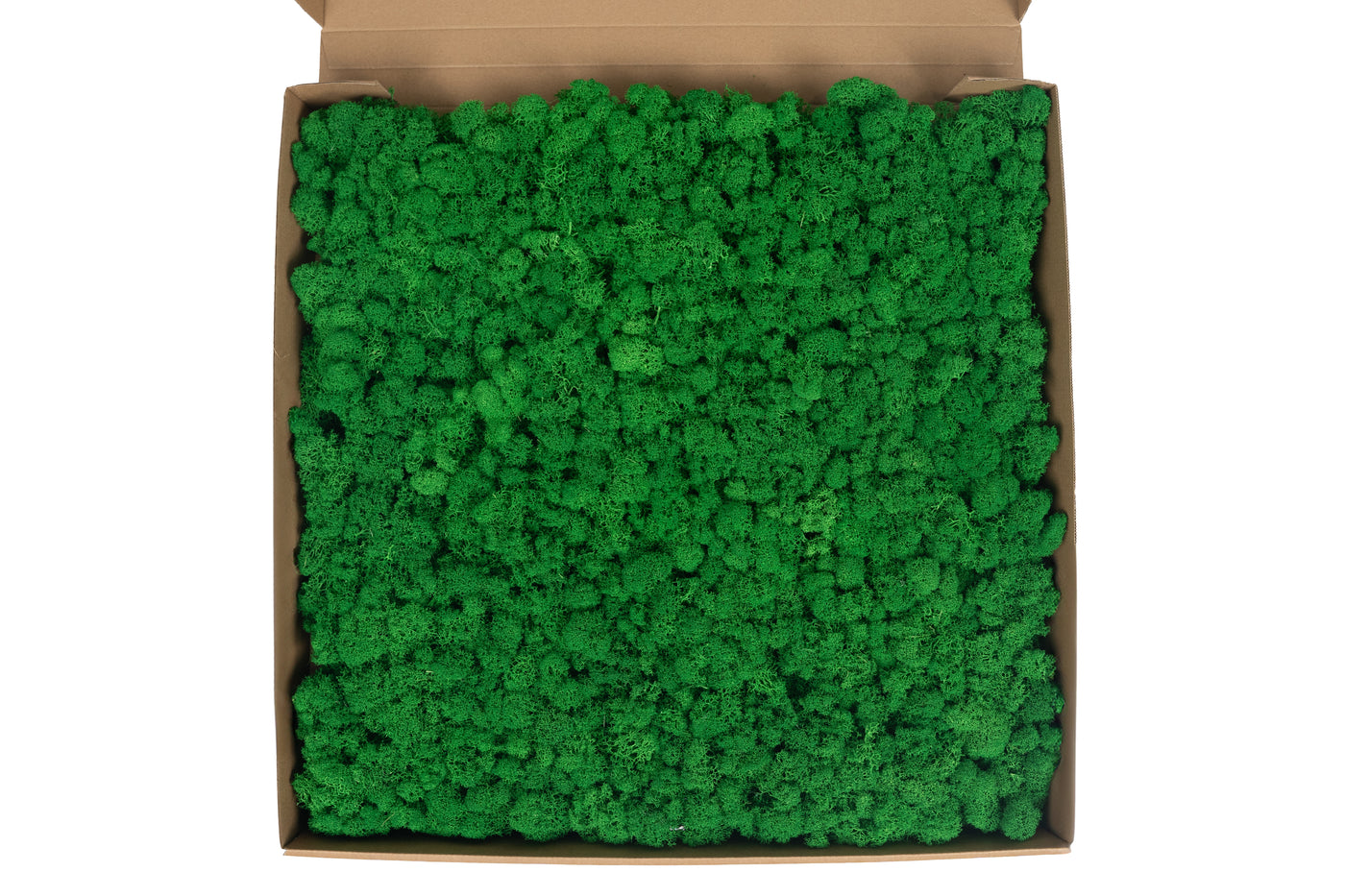 Licheni stabilizati gata lipiti panou 50x50x5.5 cm verde smarald deschis RR54