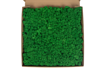 Licheni stabilizati gata lipiti panou 50x50x5.5 cm verde smarald deschis RR54