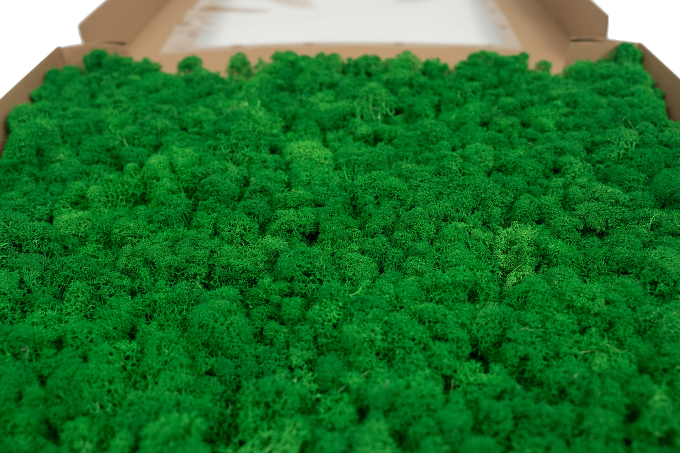 Licheni stabilizati gata lipiti panou 50x50x5.5 cm verde smarald deschis RR54