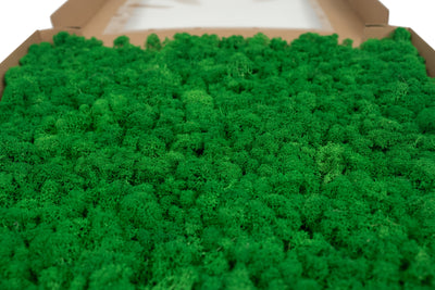 Licheni stabilizati gata lipiti panou 50x50x5.5 cm verde smarald deschis RR54