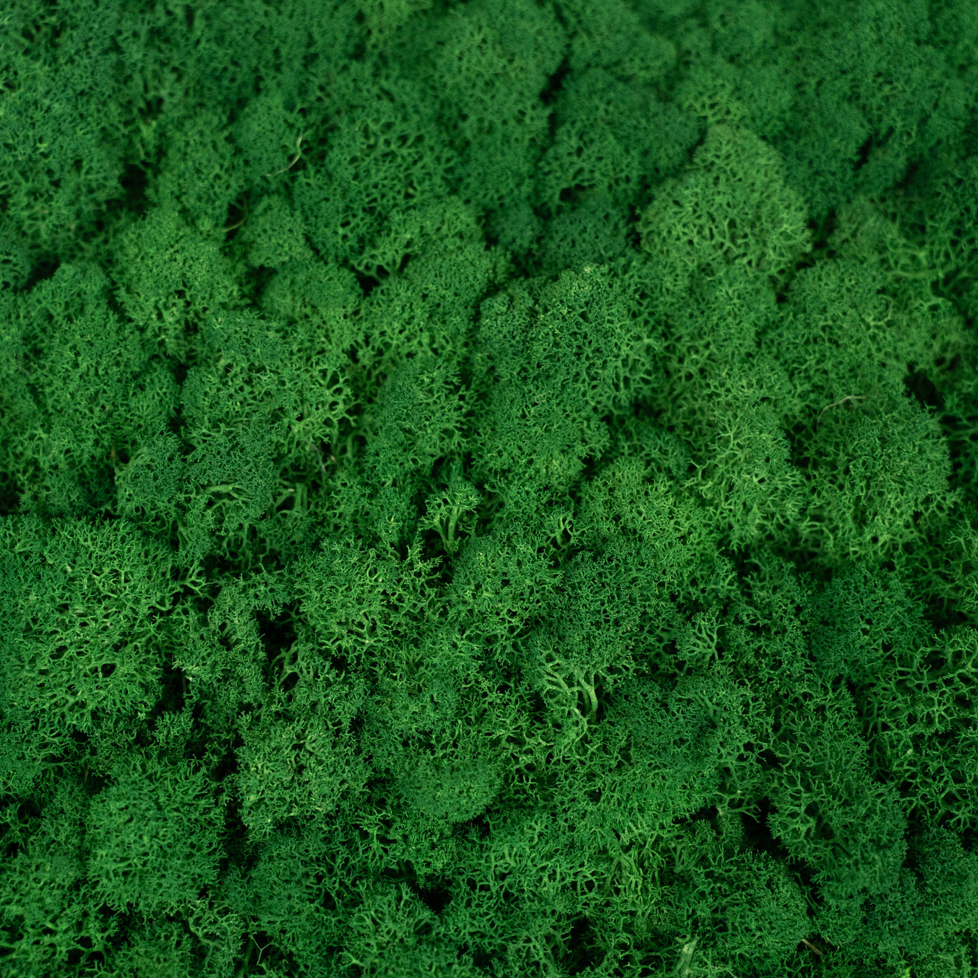 Licheni stabilizati gata lipiti panou 50x50x5.5 cm verde smarald inchis RR53